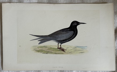 Black tern mignattino - black,
