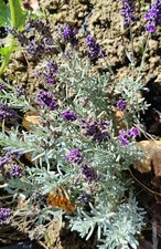 Piante di Lavanda Grosso e