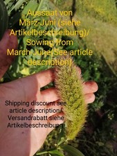 Miglio a stantuffo italiano