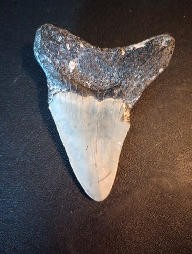 Megalodon dente squalo - dente,