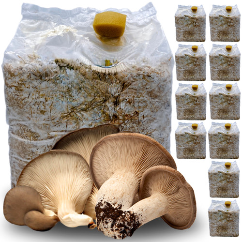 Kit coltivazione funghi - 10,