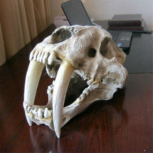 Smilodon saber toothed - smilodon,