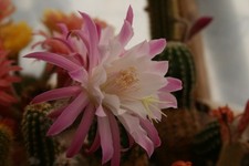 Hildewintera 'Pink Traisen' Hybride-Echinopsis,Trichocereus