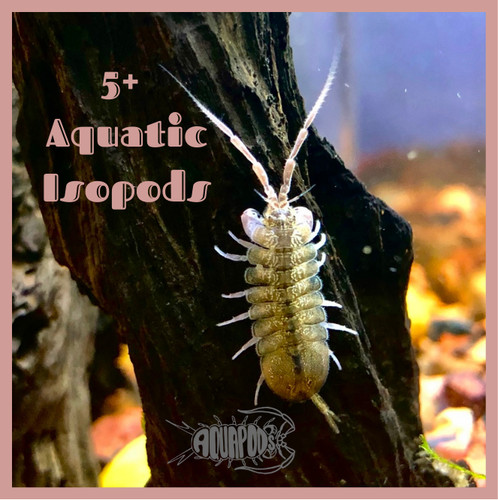 Isopodi acquatici d acqua - acquatici, d'acqua