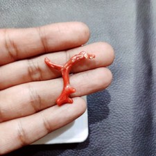 Ramo di corallo rosso Italia