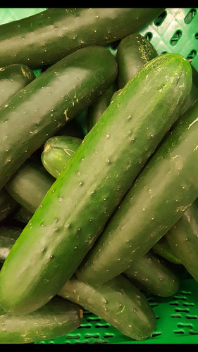 Pepino marketmore - pepino, (cucumber)