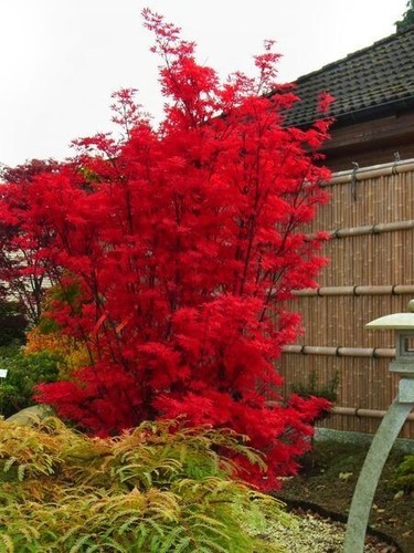 557t bonsai acer - bs,