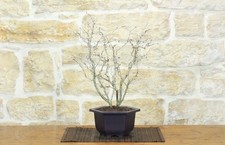 Bonsai ciliegio giapponese - bonsai,