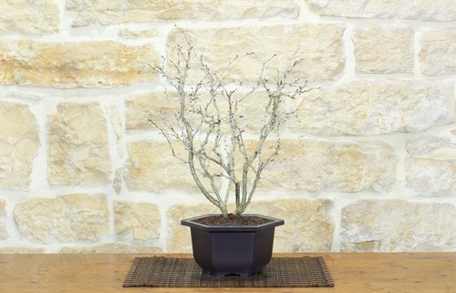 Bonsai ciliegio giapponese - bonsai, di