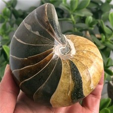 FANTASTICO ESEMPLARE DI