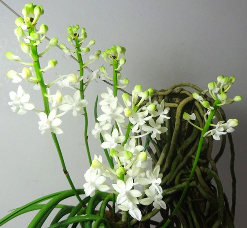 Seidenfadenia mitrata alba - seidenfadenia,