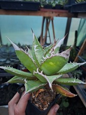 Big rare agave - , titanota