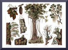 Epifite + storia. Stampa/Cromolito del 1895+ piante da seduta,Ficus religiosa