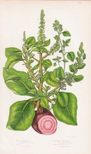 Amaranthus Blitum Erbe Fiori