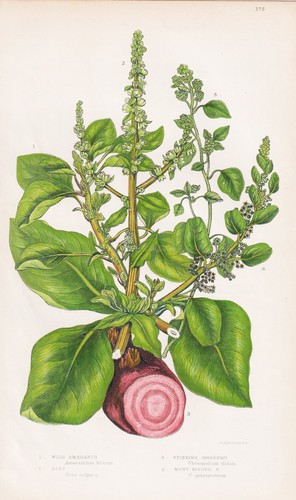 Amaranthus blitum erbe fiori - amaranthus,