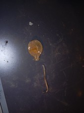 Tappo Moto Guzzi Zigolo