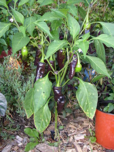 Peperoncino black - ",
