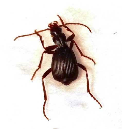 Carabidae brachininae - carabidae,,