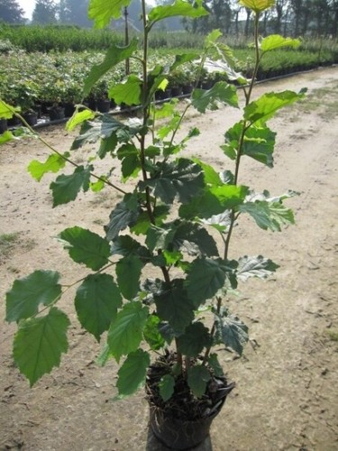 Corylus avellana arbusto di - -,