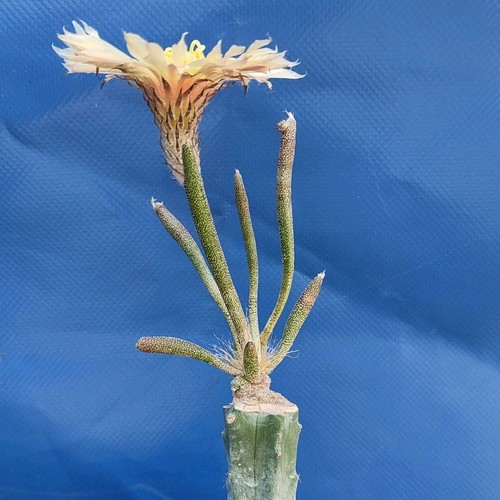 Astrophytum caput medusae - astrophytum, caput-medusae