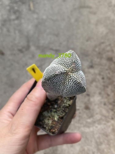 Extra alto astrophytum - alto,