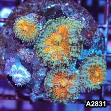 Item#A2831IN2831(M) WYSIWYG
