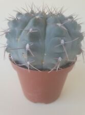 Gymnocalycium stellatum - Larghezza 12 cm - vaso/pot 10cm ??