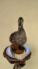 TROFEO DI CACCIA EDREDONE