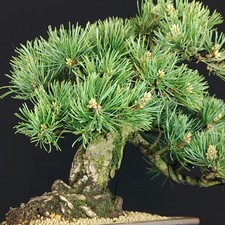 Shohin BONSAI Pinus parviflora