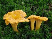 Funghi finferli spore in sacco