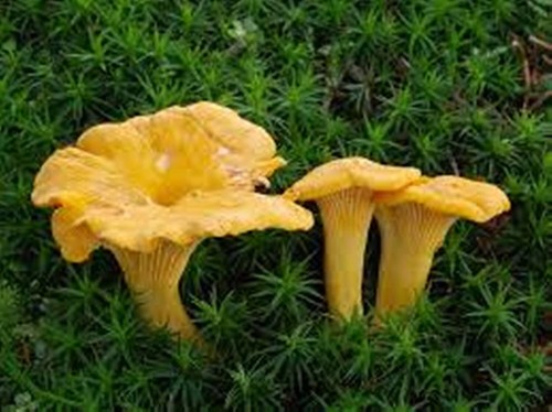 Funghi finferli spore - in, sacco