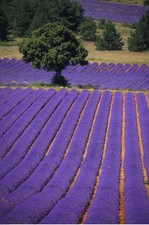 50 semi di LAVANDA VERA DI
