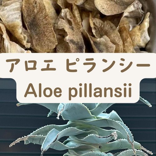 Semi aloe - semi, di