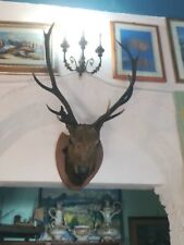 Trofeo Cervo origine inglese