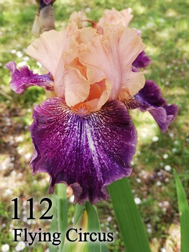 Rizoma iris germanica - 1,
