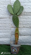 FICO D'INDIA SICILIANO -125 CM