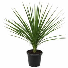Dracaena indivisia SEEDS -  -