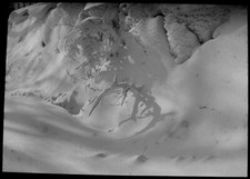 Delicacy winter snow study - delicacy,