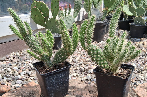 Opuntia polyacantha peter pan - polyacantha,