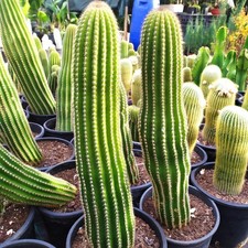 Tricocereus Cactus Altezza