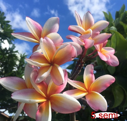 Semi plumeria maui - 4-semi,