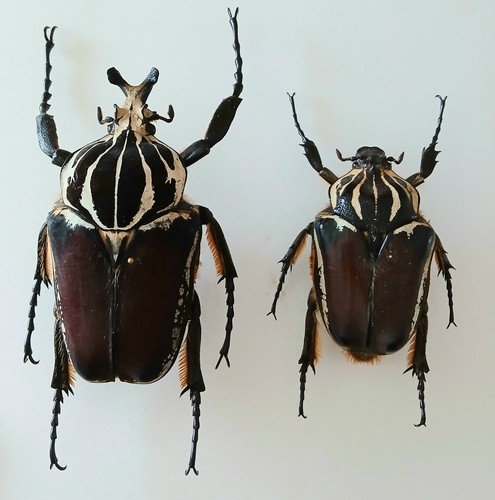 Goliathus huge - goliathus, *huge*