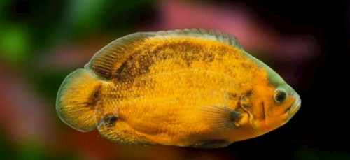 Pesce oscar tigre dorata - pesce,