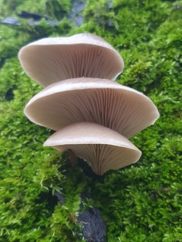 Coltura liquida per - , funghi