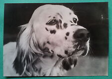 Animali: Cani - Setter inglese - "Calcaria Luanda" - Avv. Speroni - Milano