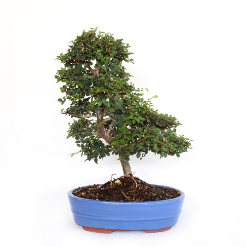 Bonsai zelkova - -,
