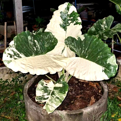 Macrorrhiza alocasia - macrorrhiza,