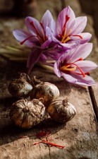 20 BULBI ZAFFERANO CROCUS