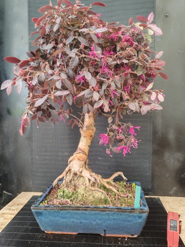 Bonsai loropetalo 57 cm - bonsai, di