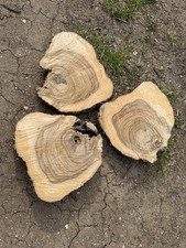 Tronco Fetta Di Ulivo Per Lavorazioni 3 Pezzi